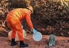 Corpo de Bombeiros resgata preguiça e ouriço-cacheiro em perímetro urbano de Alta Floresta