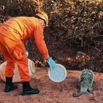 Corpo de Bombeiros resgata preguiça e ouriço-cacheiro em perímetro urbano de Alta Floresta