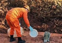 Corpo de Bombeiros resgata preguiça e ouriço-cacheiro em perímetro urbano de Alta Floresta