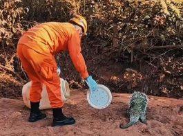 Corpo de Bombeiros resgata preguiça e ouriço-cacheiro em perímetro urbano de Alta Floresta