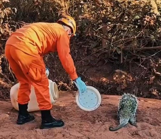 Corpo de Bombeiros resgata preguiça e ouriço-cacheiro em perímetro urbano de Alta Floresta