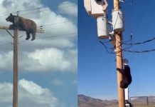 Vídeo de urso em poste termina em tragédia e comove moradores nos EUA