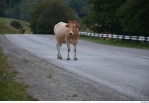 Boi na pista provoca acidente e deixa feridos na MT-208, em Carlinda