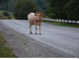 Boi na pista provoca acidente e deixa feridos na MT-208, em Carlinda
