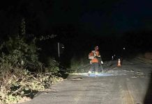 Árvore cai na MT-208 e mobiliza bombeiros em Nova Monte Verde