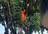 Bombeiros resgatam animais em três ocorrências em Alta Floresta