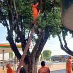 Bombeiros resgatam animais em três ocorrências em Alta Floresta