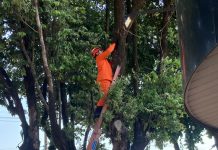Bombeiros resgatam animais em três ocorrências em Alta Floresta