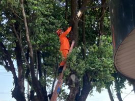 Bombeiros resgatam animais em três ocorrências em Alta Floresta