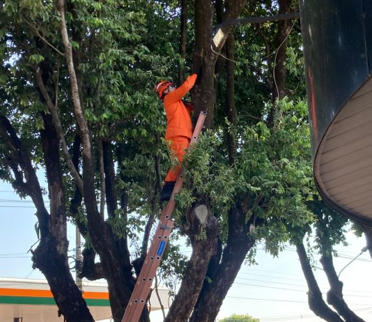 Bombeiros resgatam animais em três ocorrências em Alta Floresta
