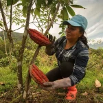 Projeto Floresta+ Amazônia oferece até R$ 650 mil para ações ambientais em MT