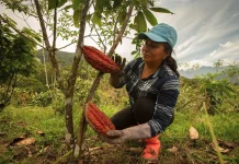 Projeto Floresta+ Amazônia oferece até R$ 650 mil para ações ambientais em MT