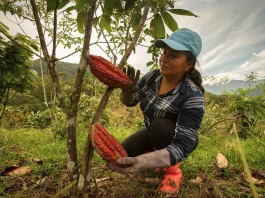 Projeto Floresta+ Amazônia oferece até R$ 650 mil para ações ambientais em MT