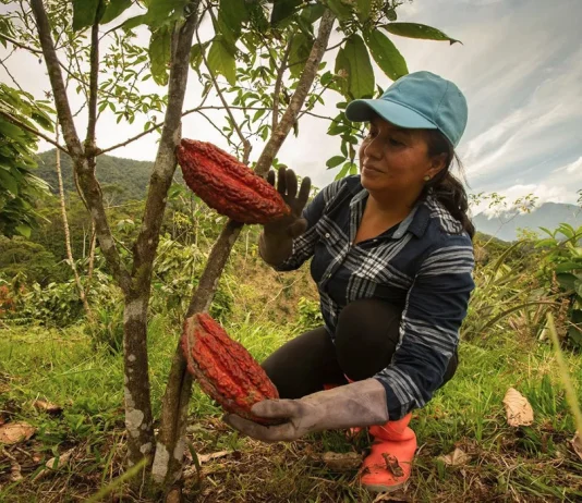 Projeto Floresta+ Amazônia oferece até R$ 650 mil para ações ambientais em MT