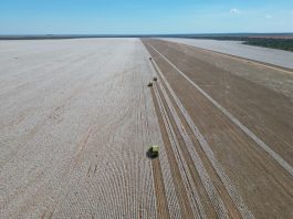 Brasil pode bater novo recorde na produção de algodão na safra 2025/26