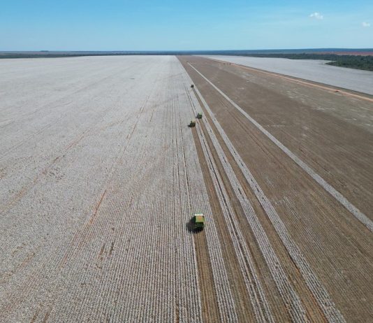 Brasil pode bater novo recorde na produção de algodão na safra 2025/26