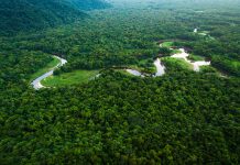 Leilão concede 267 mil hectares da Amazônia por 35 anos