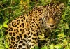 Exposição leva biodiversidade e cultura do Pantanal a Salvador