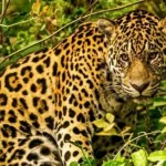 Exposição leva biodiversidade e cultura do Pantanal a Salvador