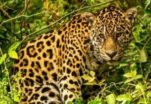 Exposição leva biodiversidade e cultura do Pantanal a Salvador