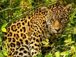 Exposição leva biodiversidade e cultura do Pantanal a Salvador