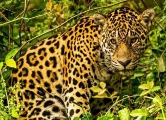 Exposição leva biodiversidade e cultura do Pantanal a Salvador