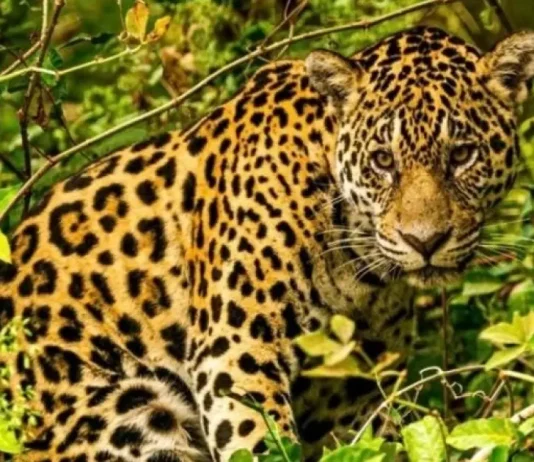 Exposição leva biodiversidade e cultura do Pantanal a Salvador
