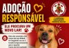Bombeiros procuram novo lar para cão resgatado em Alta Floresta