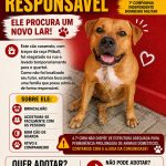 Bombeiros procuram novo lar para cão resgatado em Alta Floresta