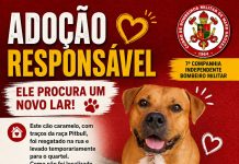 Bombeiros procuram novo lar para cão resgatado em Alta Floresta