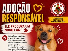 Bombeiros procuram novo lar para cão resgatado em Alta Floresta