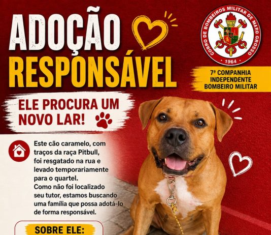 Bombeiros procuram novo lar para cão resgatado em Alta Floresta
