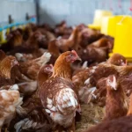 Falta de energia mata aves, gera prejuízo à agroindústria e distribuidora é condenada pela Justiça
