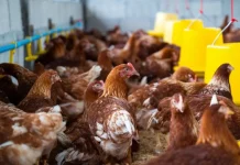 Falta de energia mata aves, gera prejuízo à agroindústria e distribuidora é condenada pela Justiça