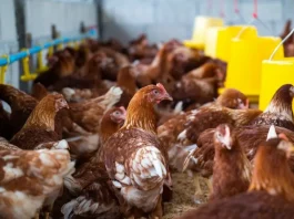 Falta de energia mata aves, gera prejuízo à agroindústria e distribuidora é condenada pela Justiça