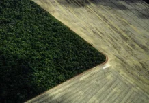 Mato Grosso aumenta desmatamento enquanto Amazônia registra queda