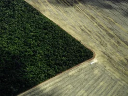 Mato Grosso aumenta desmatamento enquanto Amazônia registra queda