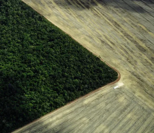Mato Grosso aumenta desmatamento enquanto Amazônia registra queda