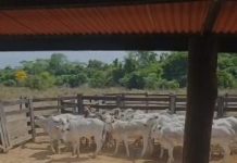 Polícia recupera novilhas furtadas e encontra mais 13 animais em fazenda