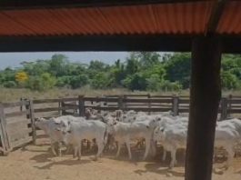 Polícia recupera novilhas furtadas e encontra mais 13 animais em fazenda