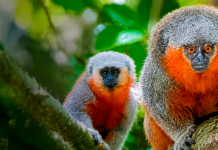 Alta Floresta protege seis espécies de primatas e transforma conservação da fauna em política pública