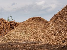 Madeira nativa de MT ganha repercussão nacional em disputa ambiental