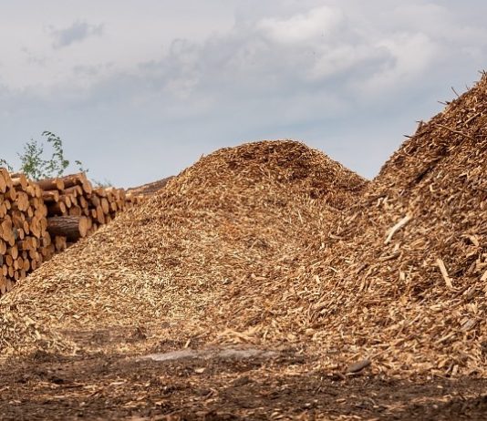 Madeira nativa de MT ganha repercussão nacional em disputa ambiental