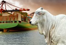 Brasil chega a 90% da cota de carne bovina para a China