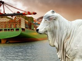 Brasil chega a 90% da cota de carne bovina para a China