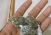 Homem é preso com cinco porções de maconha durante fiscalização em Paranaíta