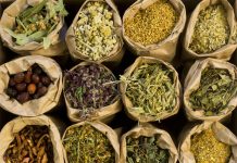 Tese identifica 109 plantas medicinais usadas por raizeiros no Nortão