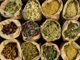 Tese identifica 109 plantas medicinais usadas por raizeiros no Nortão