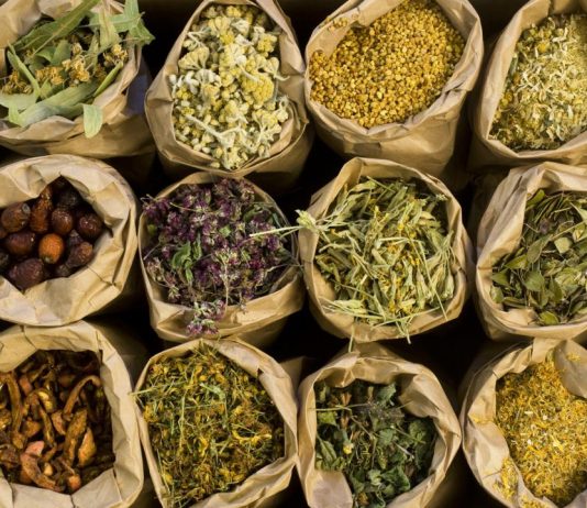 Tese identifica 109 plantas medicinais usadas por raizeiros no Nortão