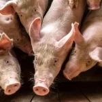 Gran Corte anuncia novas regras de bem-estar para suínos